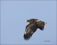 Stellers-Sea-Eagle;Sea-Eagle;Eagle;Flight;Juvenile;Stellers-Sea-Eagle;Haliaeetus